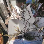 ビタミンＦ.　@まなこ花店さん