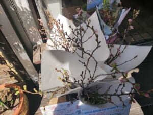 ビタミンＦ.　@まなこ花店さん