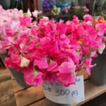 旦過土曜市※春爛漫※花処パレット田仲