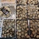 大粒アサリ　玉置鮮魚店