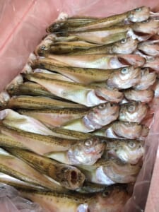 干物入荷！【海産物のやまいち】