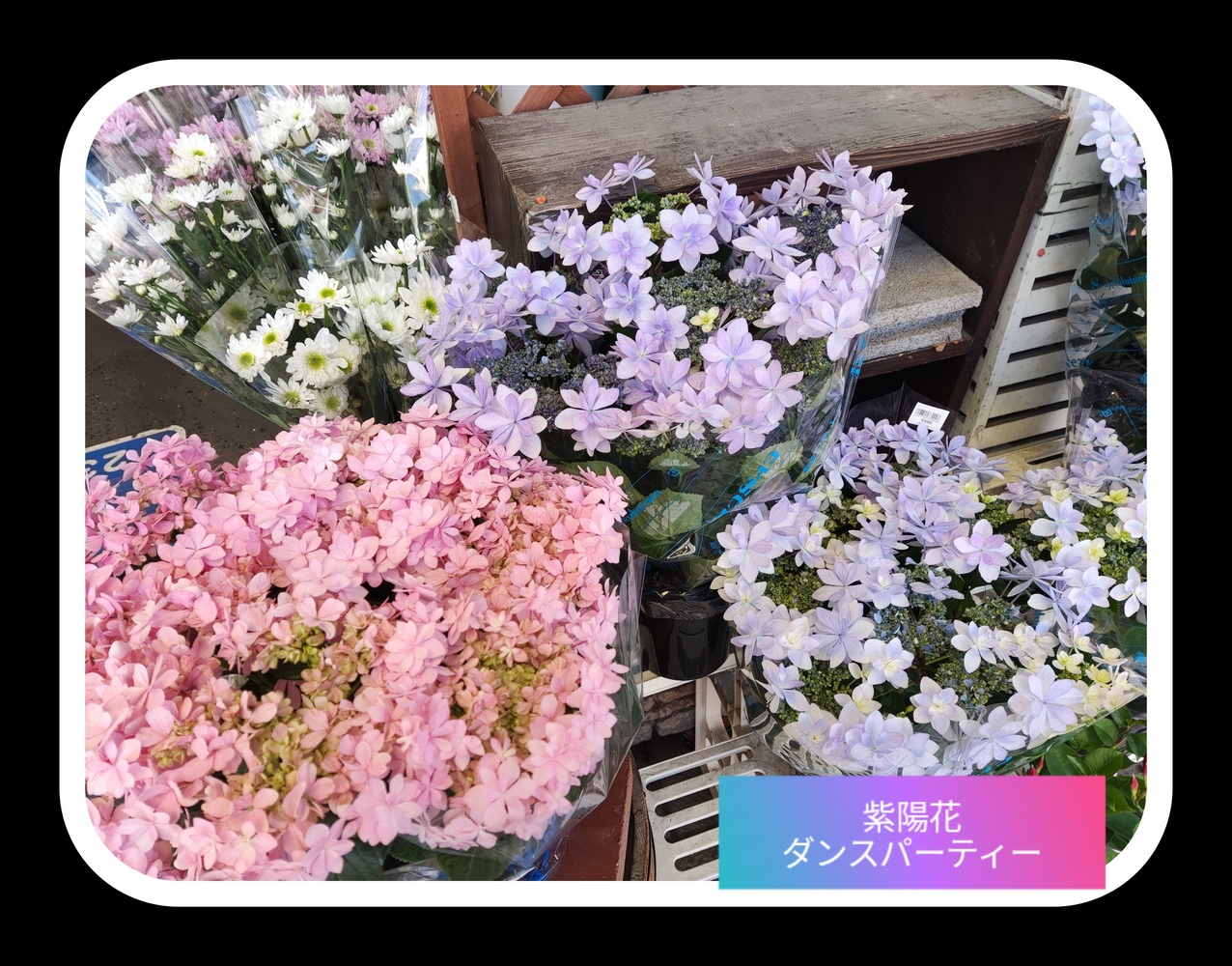 お祝い花籠　花処パレット田仲