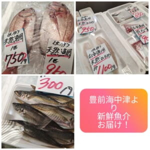 なかつ地物屋　旬の天然桜鯛！