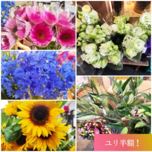 【花処パレット田仲】生活応援！ユリ半額！