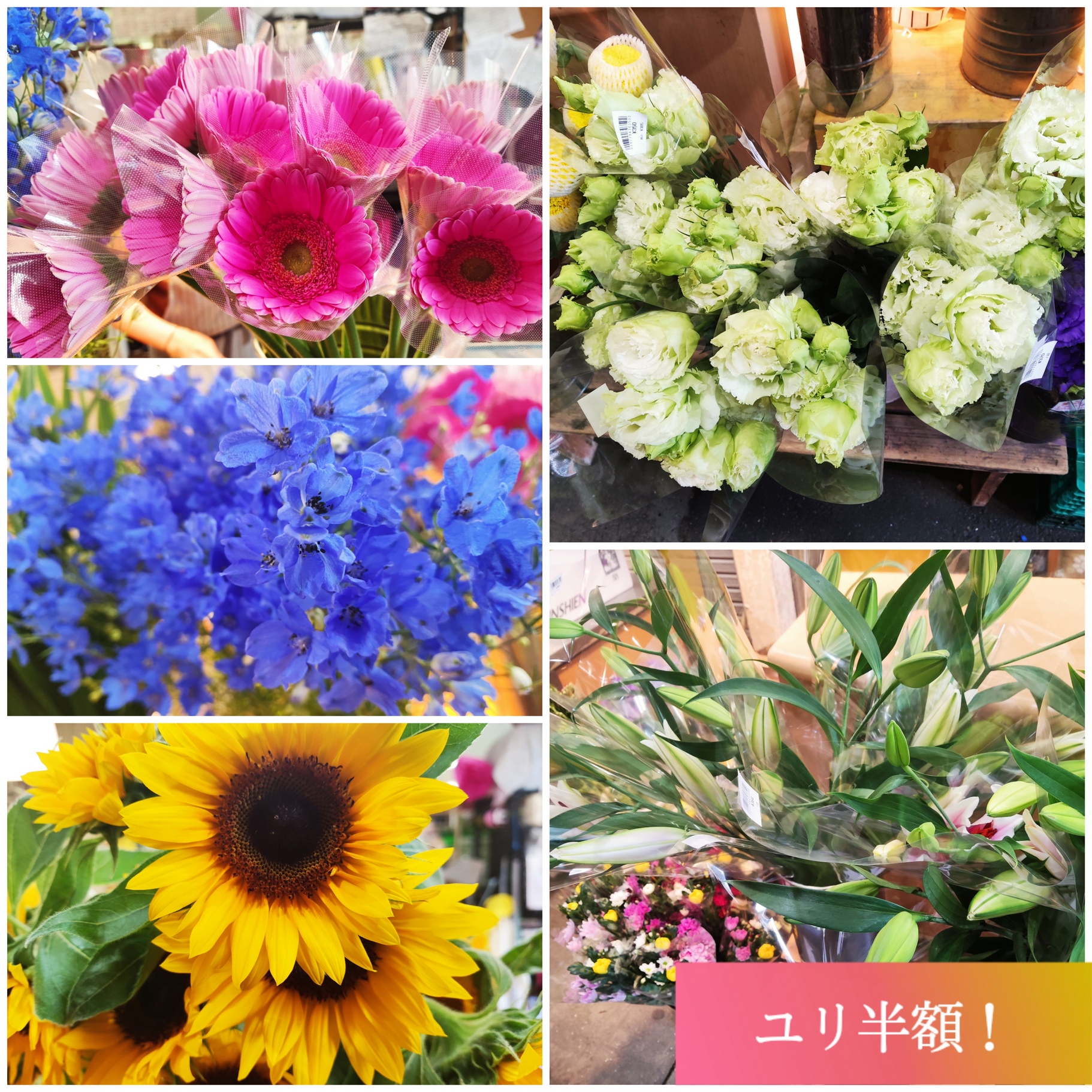 【花処パレット田仲】生活応援！ユリ半額！