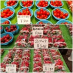 【熊本トマト岡本商店】朝採レ厳選トマト