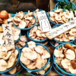 【中村商店】原木しいたけ！