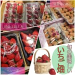 ◀フルーツショップ八木▶いちご畑から