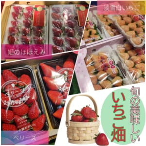 ◀フルーツショップ八木▶いちご畑から