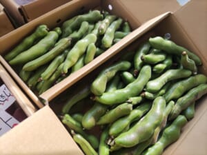 【タンガレンガ/吉永青果店】産地より美味しい野菜届きました